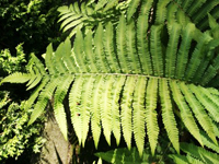 Hardy Fern Matteuccia orientalis